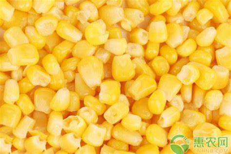 2022山东最新玉米价格多少钱一斤？ - 惠农网