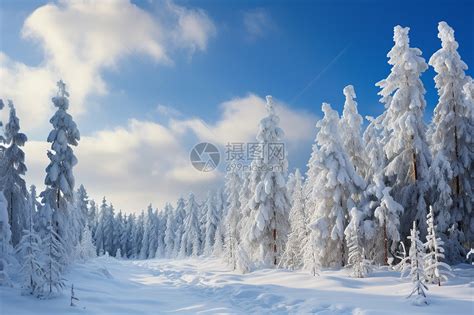 寒冷的寒冬下雪森林中高清图片下载-正版图片504364606-摄图网