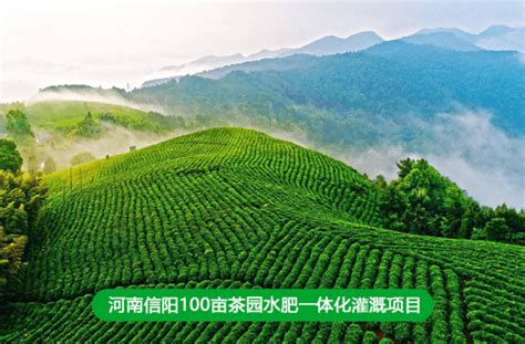 河南信阳100亩茶园水肥一体化灌溉项目方案设计与预算_茶树