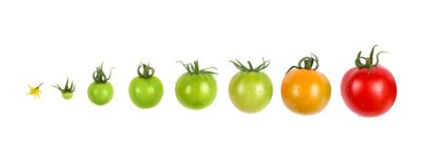 卡通植物生长阶段。番茄生长周期。矢量平面风格。股票的形象。EPS10。插画图片素材_ID:386793221-Veer图库