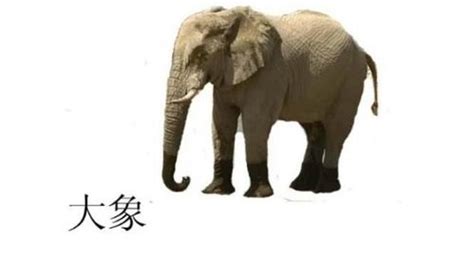 大象的生活习性-大象的生活方式和特点-大象的生活方式是什么 - 见闻坊