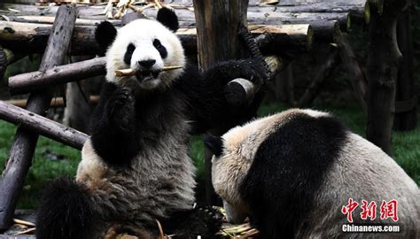 首部大熊猫完整生存记录《熊猫中国：中国大熊猫纪实》出版-国际环保在线
