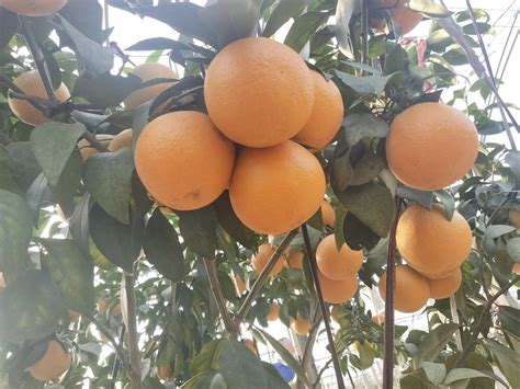 特色水果产业美——新塍果农成功种出网红精品柑橘“红美人”——浙江在线