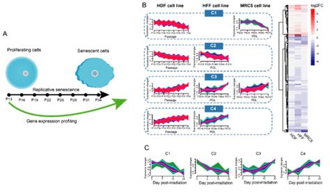 Heg1基因点突变小鼠模型、其构建方法及应用与流程