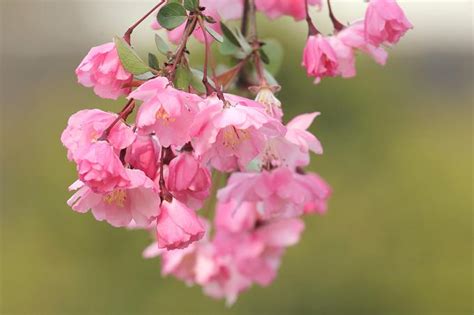10首绝美的海棠诗词,带你领略海棠花之美