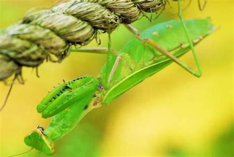 科普：做为益虫的螳螂最喜欢吃哪些害虫？