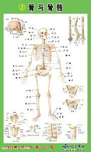 人的身体结构图(4)_配图网