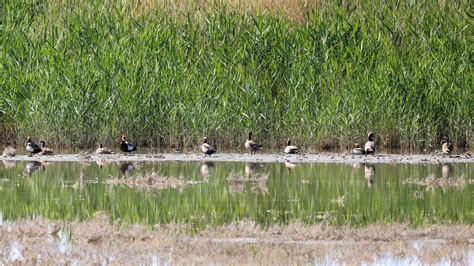 黑河湿地--鸟类栖息繁殖胜地 - 自然之声
