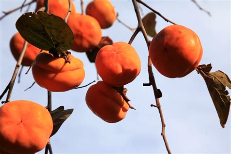 成熟的柿子树高清图片下载-正版图片600168558-摄图网
