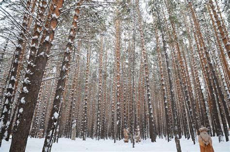 走进西伯利亚的原始森林。住在童话故事里的木屋，推开窗就是美景_新浪新闻