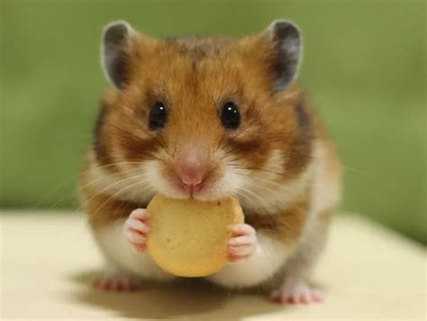 小仓鼠吃什么食物（饲养仓鼠必须了解的仓鼠饮食习惯） – 碳资讯