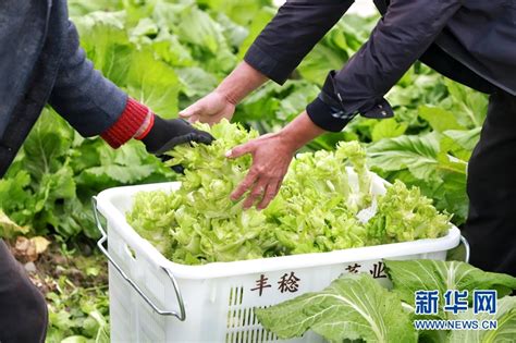 乐山夹江县外销蔬菜120万斤-新华网