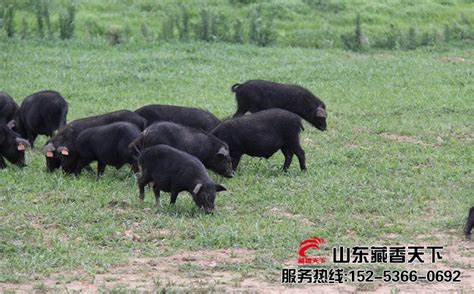林芝市藏香猪养殖规模 - 藏香猪引种首选山东藏香天下