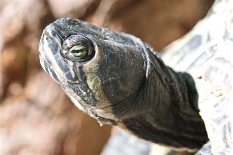 地球上脖子最长的乌龟, 脖子比身体还要长, 现在不少人饲养