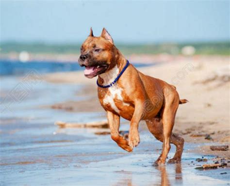 猎犬品种排名：阿根廷杜高，美国比特，卡斯罗三大猎犬-宠物王