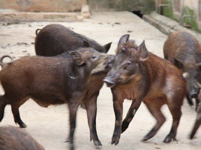 野猪已成中国当前致害范围最广、造成损失最严重的野生动物