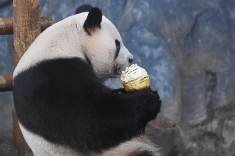 大熊猫抵美50周年 美国国家动物园举行庆祝活动