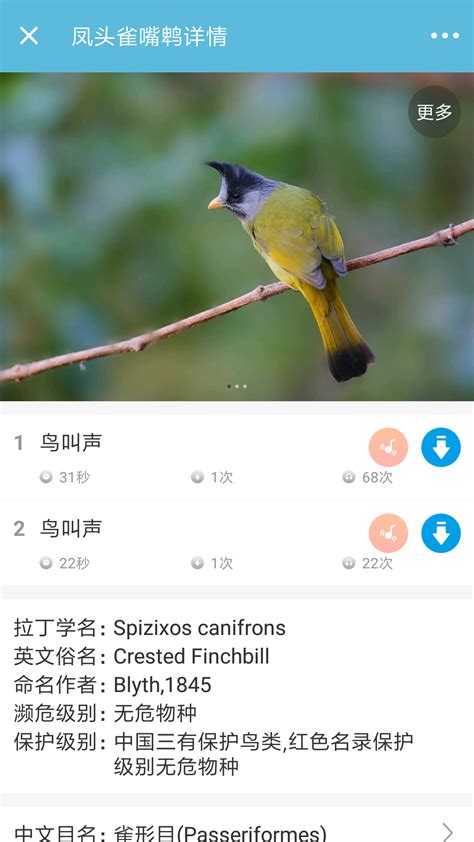 识鸟！爱鸟人士梳理温州春季常见的十种鸟-新闻中心-温州网