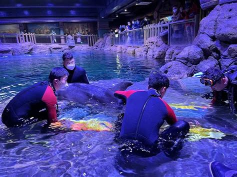 “海豚天团”来啦！郑州海洋馆极地动物世界迎来“贵客”-中华网河南