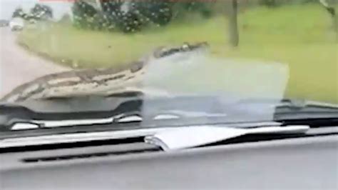 惊悚！3米长蟒蛇爬上汽车挡风玻璃，扭来扭去吓坏众人_凤凰网视频_凤凰网