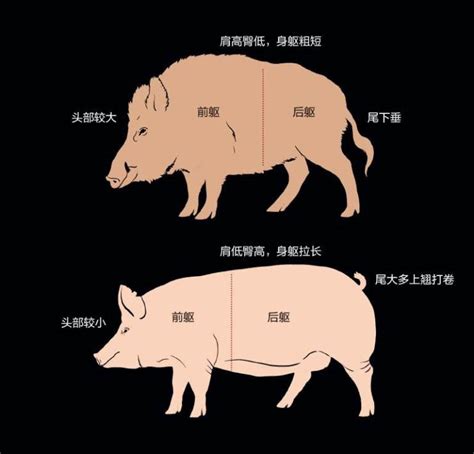野猪威武 | 中国国家地理网