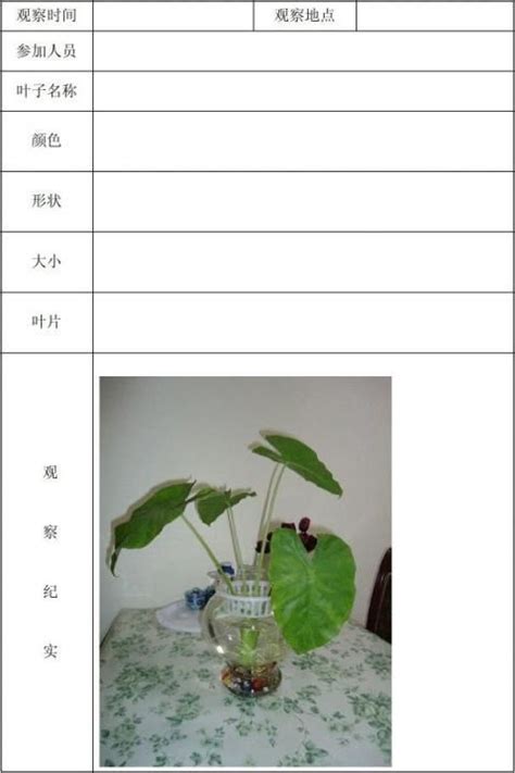 大班植物观察记录,观察植物生长记录表,大班植物角记录表_大山谷图库
