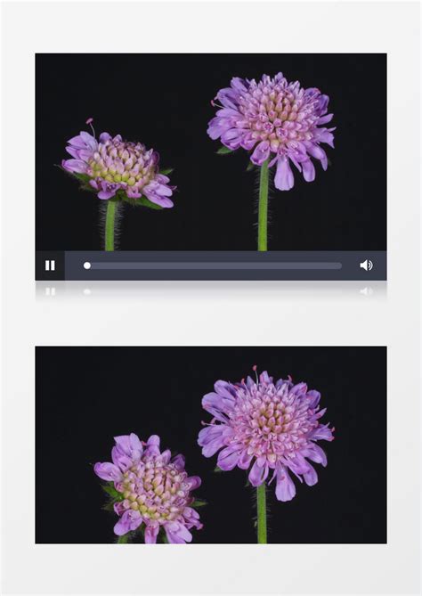 延时拍摄蓝盆花绽放过程实拍视频素材模板下载_拍摄_图客巴巴