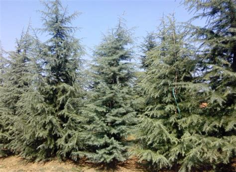 出售园林植物雪松树苗4米5米6米雪松现挖现卖标准土球雪松价格-阿里巴巴