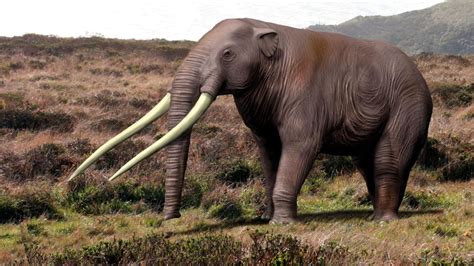 智利南部发现12000年前生物遗骸 可能是现代大象已经灭绝的近亲 - 化石网
