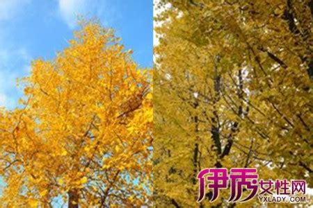 银杏树种植技术-中国木业网