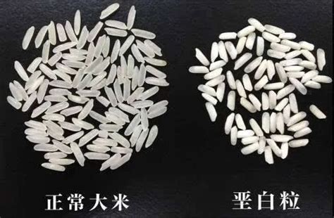 买大米时，选长粒米和还是圆粒米？很多人不知道，原来区别这么大|粳米|大米|圆粒_新浪新闻
