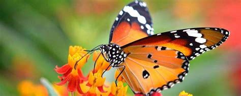 蝴蝶是益虫还是害虫，它吃什么？-农百科
