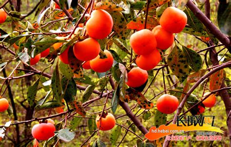 树上结满新鲜的红色的柿子,中国菜系,食品餐饮,摄影素材,汇图网www.huitu.com