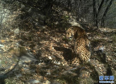 野生中国豹重现传统栖息地 - 封面新闻