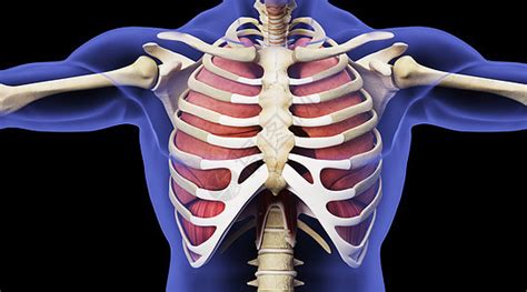 人体胸腔骨骼模型图片素材-正版创意图片401795403-摄图网