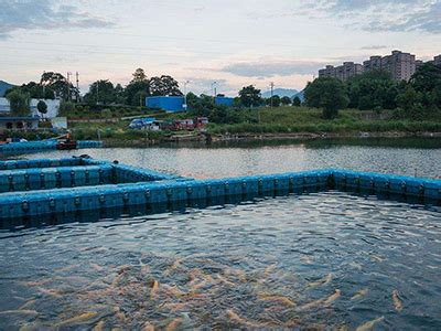宜兴渔业养殖正式步入转型发展阶段 近3万亩鱼池进行生态化改造