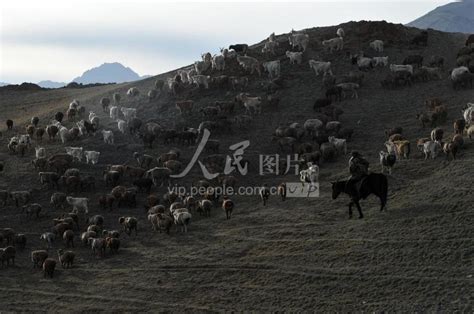 新疆北塔山牧场：秋季牧场畜群膘肥体壮-人民图片网