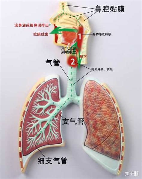 如何知道咳嗽是来自肺部还是喉咙？ - 知乎