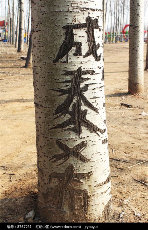 刻在树木上的名字高清图片下载_红动中国