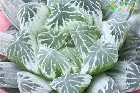 玉露品种大全图解图片 玉露品种大全图解图片