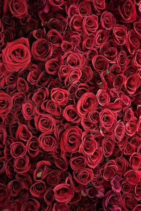 玫瑰花语——颜色代表什么？（探秘玫瑰花的隐秘花语，了解每种颜色所代表的含义）_花植网