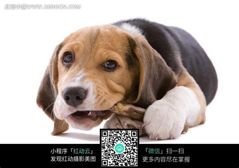啃骨头的狗狗图片免费下载_红动中国