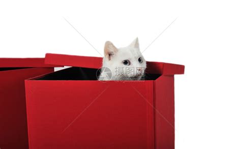 可爱的白猫在红盒子里玩耍高清图片下载-正版图片303874999-摄图网