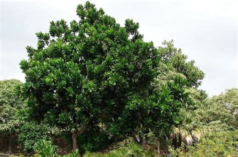 3 Pohon Berbuah Unik di Lingkungan Keraton Jogjakarta