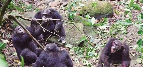 黑猩猩组成部队，袭击大猩猩并杀害其幼崽，黑猩猩真的天生暴力？