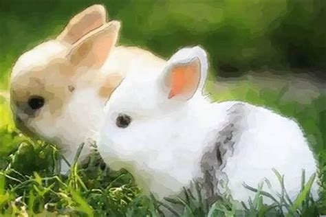 属兔和什么属相相冲-属兔-国学梦