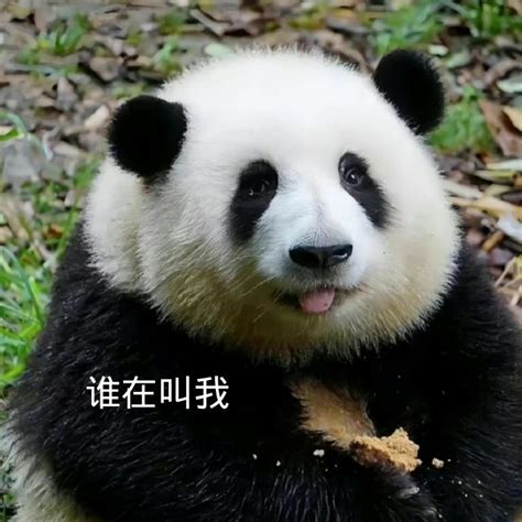 萌化了的大熊猫|摄影|动物|谢谢不用谢 - 原创作品 - 站酷 (ZCOOL)