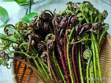 东北山货（东北必尝的13种山野菜）_小樱知识