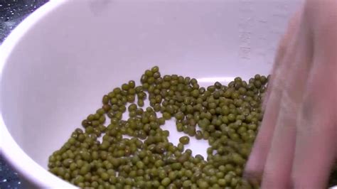 绿豆种子发芽的实验步骤-百度经验