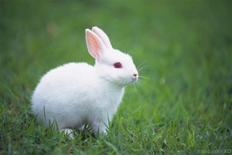 给兔子取个名字萌一点 给兔兔起什么名字可爱 - 万年历